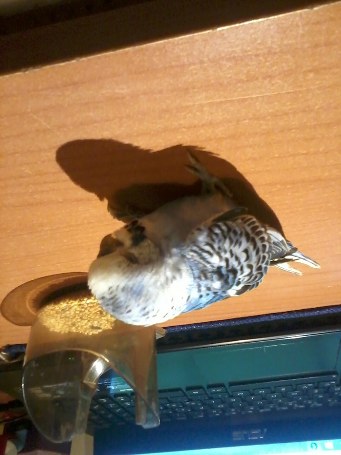 Ho paura che Coco sia
malato entrate per
favore